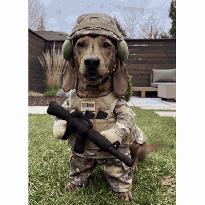 Dog wearing a military-inspired soldier costume - image 2